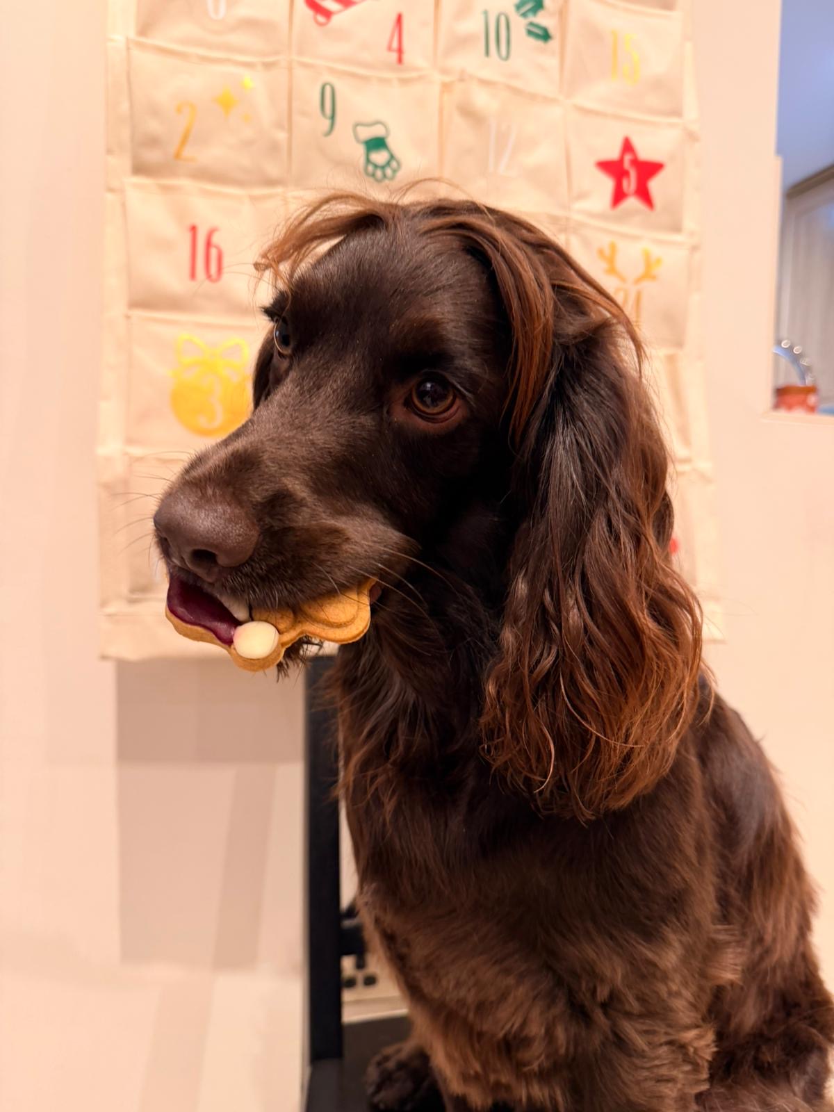 Fabric Reusable Christmas Advent Calendar | 24 Pocket Hanging Countdown | Santa Paws Dog Calendar